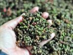 Komoditas Khas Nusantara seperti haminjon (kemenyan) dan andaliman milik suku Batak Toba disarankan masuk dalam RUU Komoditas Khas agar tidak punah dan mendapatkan perlindungan tata niaga yang adil. (ist)